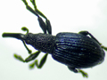 Ceratapion onopordi